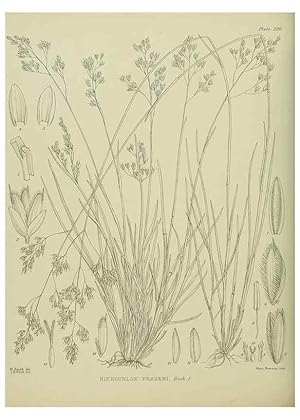 Image du vendeur pour Reproduccin/Reproduction 23651998700: Illustrations of the New Zealand flora /. Wellington :John Mackay, Govt. Printer,1914. mis en vente par EL BOLETIN