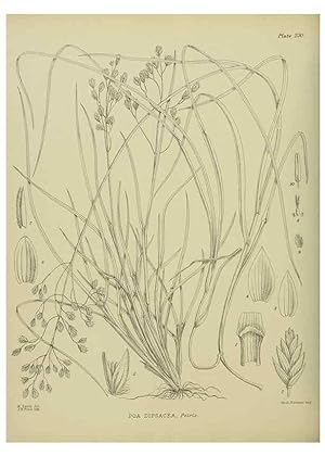 Image du vendeur pour Reproduccin/Reproduction 23652025030: Illustrations of the New Zealand flora /. Wellington :John Mackay, Govt. Printer,1914. mis en vente par EL BOLETIN