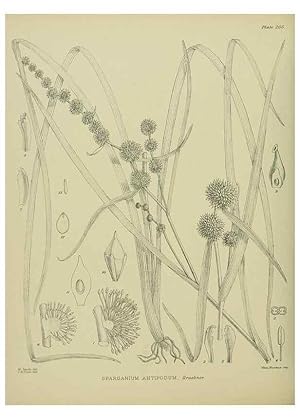 Image du vendeur pour Reproduccin/Reproduction 23921534956: Illustrations of the New Zealand flora /. Wellington :John Mackay, Govt. Printer,1914. mis en vente par EL BOLETIN