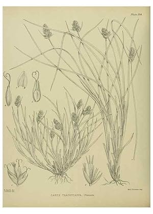 Seller image for Reproduccin/Reproduction 23839381172: Illustrations of the New Zealand flora /. Wellington :John Mackay, Govt. Printer,1914. for sale by EL BOLETIN