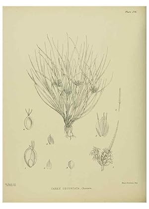 Image du vendeur pour Reproduccin/Reproduction 23947627615: Illustrations of the New Zealand flora /. Wellington :John Mackay, Govt. Printer,1914. mis en vente par EL BOLETIN