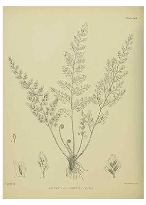 Image du vendeur pour Reproduccin/Reproduction 23652061220: Illustrations of the New Zealand flora /. Wellington :John Mackay, Govt. Printer,1914. mis en vente par EL BOLETIN
