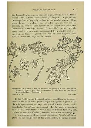 Image du vendeur pour Reproduccin/Reproduction 27104825332: New Zealand plants and their story. Wellington, N.Z.,M.F. Marks, Govt. Printer,1919. mis en vente par EL BOLETIN