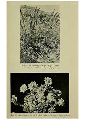 Image du vendeur pour Reproduccin/Reproduction 27132012561: New Zealand plants and their story. Wellington, N.Z.,M.F. Marks, Govt. Printer,1919. mis en vente par EL BOLETIN