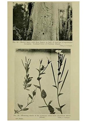 Image du vendeur pour Reproduccin/Reproduction 26596163543: New Zealand plants and their story. Wellington, N.Z.,M.F. Marks, Govt. Printer,1919. mis en vente par EL BOLETIN