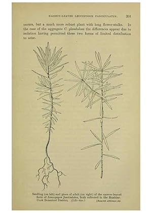 Image du vendeur pour Reproduccin/Reproduction 26596187843: New Zealand plants and their story. Wellington, N.Z.,M.F. Marks, Govt. Printer,1919. mis en vente par EL BOLETIN