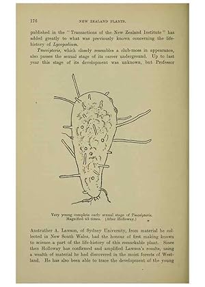 Image du vendeur pour Reproduccin/Reproduction 27167410586: New Zealand plants and their story. Wellington, N.Z.,M.F. Marks, Govt. Printer,1919. mis en vente par EL BOLETIN