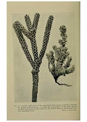 Image du vendeur pour Reproduccin/Reproduction 27132069751: New Zealand plants and their story. Wellington, N.Z.,M.F. Marks, Govt. Printer,1919. mis en vente par EL BOLETIN