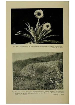 Image du vendeur pour Reproduccin/Reproduction 27104802262: New Zealand plants and their story. Wellington, N.Z.,M.F. Marks, Govt. Printer,1919. mis en vente par EL BOLETIN