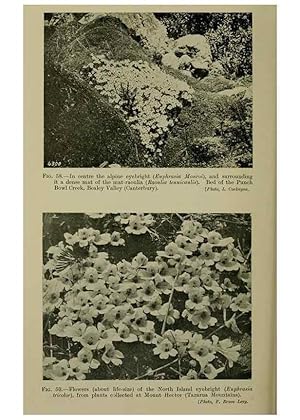 Image du vendeur pour Reproduccin/Reproduction 27201024505: New Zealand plants and their story. Wellington, N.Z.,M.F. Marks, Govt. Printer,1919. mis en vente par EL BOLETIN