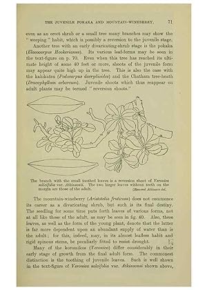 Image du vendeur pour Reproduccin/Reproduction 27104733502: New Zealand plants and their story. Wellington, N.Z.,M.F. Marks, Govt. Printer,1919. mis en vente par EL BOLETIN
