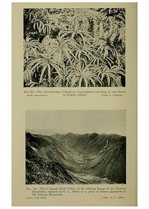 Image du vendeur pour Reproduccin/Reproduction 27132174461: New Zealand plants and their story. Wellington, N.Z.,M.F. Marks, Govt. Printer,1919. mis en vente par EL BOLETIN