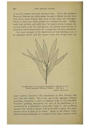 Image du vendeur pour Reproduccin/Reproduction 26596182793: New Zealand plants and their story. Wellington, N.Z.,M.F. Marks, Govt. Printer,1919. mis en vente par EL BOLETIN