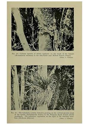 Image du vendeur pour Reproduccin/Reproduction 27131886641: New Zealand plants and their story. Wellington, N.Z.,M.F. Marks, Govt. Printer,1919. mis en vente par EL BOLETIN