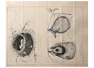 Seller image for Reproduccin/Reproduction 23836454992: Notes on the breeding habits of New Zealand birds /. Wellington :J. Hughes, printer,[1869] for sale by EL BOLETIN