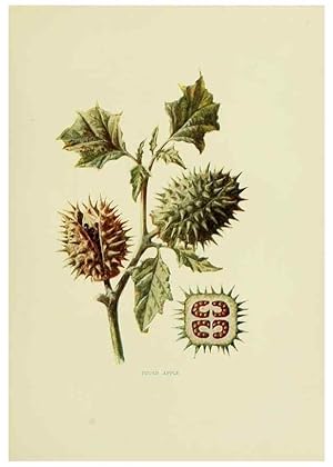 Immagine del venditore per Reproduccin/Reproduction 22406446048: Wild fruits of the country-side,. London :Hutchinson,1902. venduto da EL BOLETIN