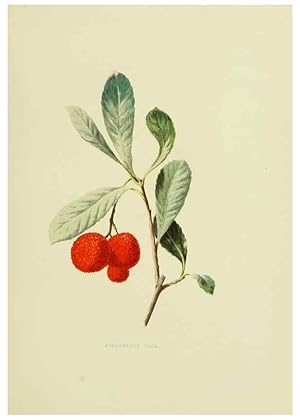 Immagine del venditore per Reproduccin/Reproduction 22636818360: Wild fruits of the country-side,. London :Hutchinson,1902. venduto da EL BOLETIN