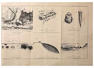 Seller image for Reproduccin/Reproduction 23836449682: Notes on the breeding habits of New Zealand birds /. Wellington :J. Hughes, printer,[1869] for sale by EL BOLETIN