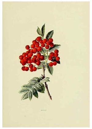 Seller image for Reproduccin/Reproduction 22406422348: Wild fruits of the country-side,. London :Hutchinson,1902. for sale by EL BOLETIN