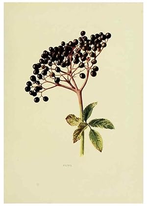 Seller image for Reproduccin/Reproduction 22432641839: Wild fruits of the country-side,. London :Hutchinson,1902. for sale by EL BOLETIN