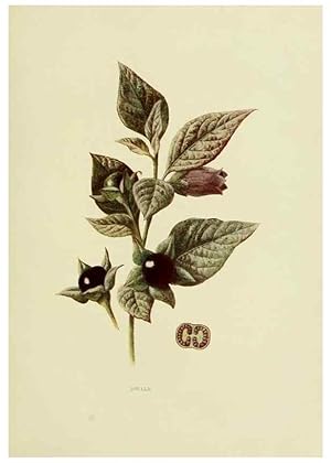 Seller image for Reproduccin/Reproduction 22636823530: Wild fruits of the country-side,. London :Hutchinson,1902. for sale by EL BOLETIN