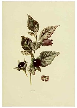 Immagine del venditore per Reproduccin/Reproduction 22636823530: Wild fruits of the country-side,. London :Hutchinson,1902. venduto da EL BOLETIN