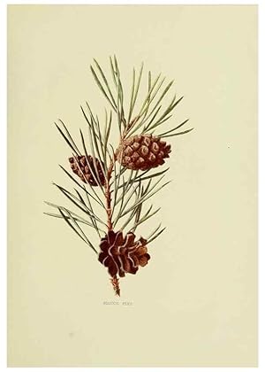 Immagine del venditore per Reproduccin/Reproduction 22811254752: Wild fruits of the country-side,. London :Hutchinson,1902. venduto da EL BOLETIN