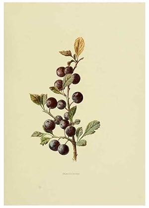 Image du vendeur pour Reproduccin/Reproduction 22202020464: Wild fruits of the country-side,. London :Hutchinson,1902. mis en vente par EL BOLETIN