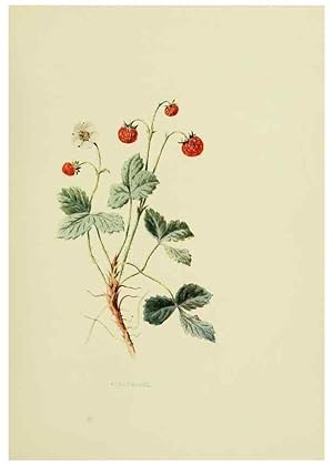 Immagine del venditore per Reproduccin/Reproduction 22406401798: Wild fruits of the country-side,. London :Hutchinson,1902. venduto da EL BOLETIN