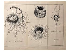 Seller image for Reproduccin/Reproduction 23836452122: Notes on the breeding habits of New Zealand birds /. Wellington :J. Hughes, printer,[1869] for sale by EL BOLETIN