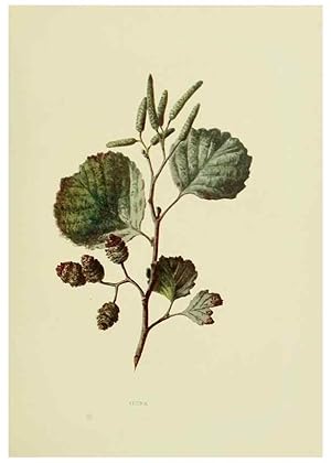 Seller image for Reproduccin/Reproduction 22798793126: Wild fruits of the country-side,. London :Hutchinson,1902. for sale by EL BOLETIN