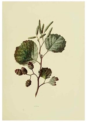 Immagine del venditore per Reproduccin/Reproduction 22798793126: Wild fruits of the country-side,. London :Hutchinson,1902. venduto da EL BOLETIN