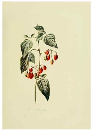 Image du vendeur pour Reproduccin/Reproduction 22202012244: Wild fruits of the country-side,. London :Hutchinson,1902. mis en vente par EL BOLETIN