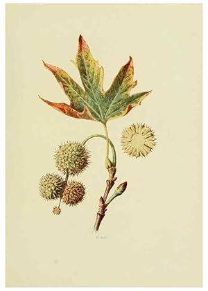 Immagine del venditore per Reproduccin/Reproduction 22432629899: Wild fruits of the country-side,. London :Hutchinson,1902. venduto da EL BOLETIN