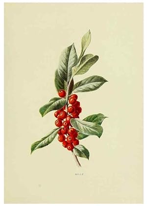 Bild des Verkufers fr Reproduccin/Reproduction 22432632109: Wild fruits of the country-side,. London :Hutchinson,1902. zum Verkauf von EL BOLETIN