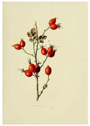 Bild des Verkufers fr Reproduccin/Reproduction 22432575749: Wild fruits of the country-side,. London :Hutchinson,1902. zum Verkauf von EL BOLETIN