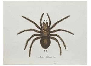 Bild des Verkufers fr Reproduccin/Reproduction 30885338581: Monographia Aranearum = Monographie der Spinnen /. Nurnberg :Lechner,[182. zum Verkauf von EL BOLETIN