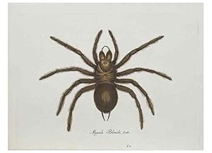 Seller image for Reproduccin/Reproduction 30885338581: Monographia Aranearum = Monographie der Spinnen /. Nurnberg :Lechner,[182. for sale by EL BOLETIN