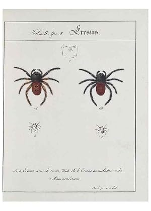 Bild des Verkufers fr Reproduccin/Reproduction 30672109650: Monographia Aranearum = Monographie der Spinnen /. Nurnberg :Lechner,[182. zum Verkauf von EL BOLETIN