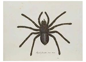 Bild des Verkufers fr Reproduccin/Reproduction 30857073172: Monographia Aranearum = Monographie der Spinnen /. Nurnberg :Lechner,[182. zum Verkauf von EL BOLETIN