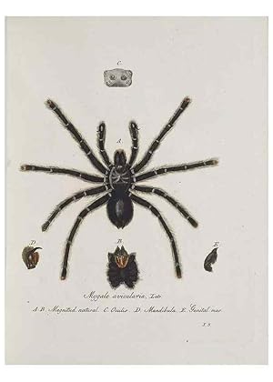 Seller image for Reproduccin/Reproduction 30857077182: Monographia Aranearum = Monographie der Spinnen /. Nurnberg :Lechner,[182. for sale by EL BOLETIN