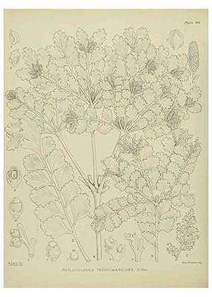 Image du vendeur pour Reproduccin/Reproduction 23651922000: Illustrations of the New Zealand flora /. Wellington :John Mackay, Govt. Printer,1914. mis en vente par EL BOLETIN