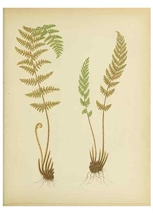 Bild des Verkufers fr Reproduccin/Reproduction 32037095716: Beautiful ferns from original water-color drawings after nature /. Troy, N.Y. :Nims and Knight,1887 [1885] zum Verkauf von EL BOLETIN