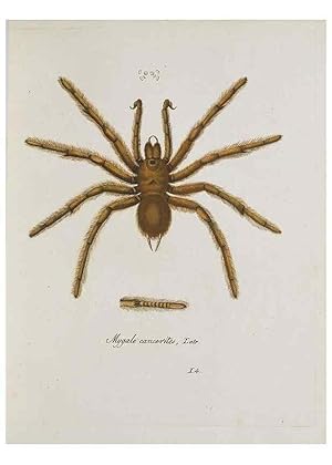 Seller image for Reproduccin/Reproduction 30857079142: Monographia Aranearum = Monographie der Spinnen /. Nurnberg :Lechner,[182. for sale by EL BOLETIN