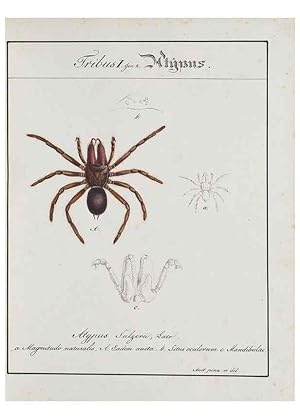 Seller image for Reproduccin/Reproduction 30885346591: Monographia Aranearum = Monographie der Spinnen /. Nurnberg :Lechner,[182. for sale by EL BOLETIN