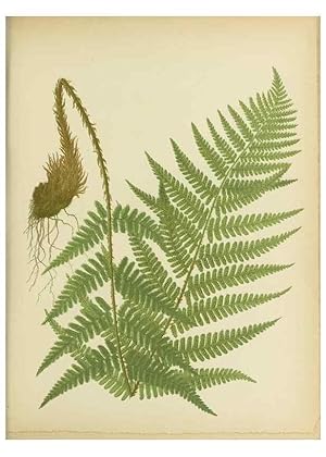 Bild des Verkufers fr Reproduccin/Reproduction 31700726900: Beautiful ferns from original water-color drawings after nature /. Troy, N.Y. :Nims and Knight,1887 [1885] zum Verkauf von EL BOLETIN