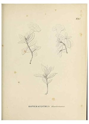 Image du vendeur pour Reproduccin/Reproduction 31374835500: Plantes nouvelles dAme?rique /. Gene`ve :Imprimerie de Jules-Gme Fich, Rue des Belles-Filles, 40,1833-1846. mis en vente par EL BOLETIN