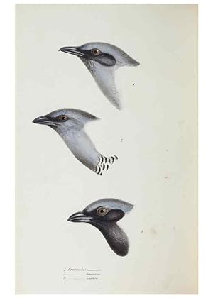 Image du vendeur pour Reproduccin/Reproduction 29273823506: A synopsis of the birds of Australia, and the adjacent Islands /. London :John Gould,1837. mis en vente par EL BOLETIN