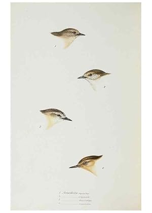 Image du vendeur pour Reproduccin/Reproduction 29307719975: A synopsis of the birds of Australia, and the adjacent Islands /. London :John Gould,1837. mis en vente par EL BOLETIN