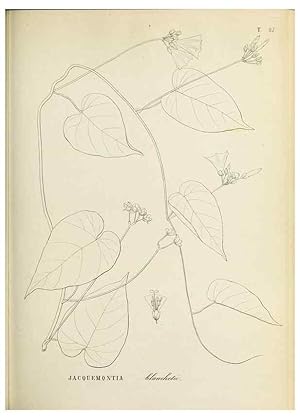 Image du vendeur pour Reproduccin/Reproduction 31631354241: Plantes nouvelles dAme?rique /. Gene`ve :Imprimerie de Jules-Gme Fich, Rue des Belles-Filles, 40,1833-1846. mis en vente par EL BOLETIN